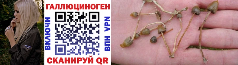 купить наркоту  Сельцо  Псилоцибиновые грибы MAGIC MUSHROOMS 